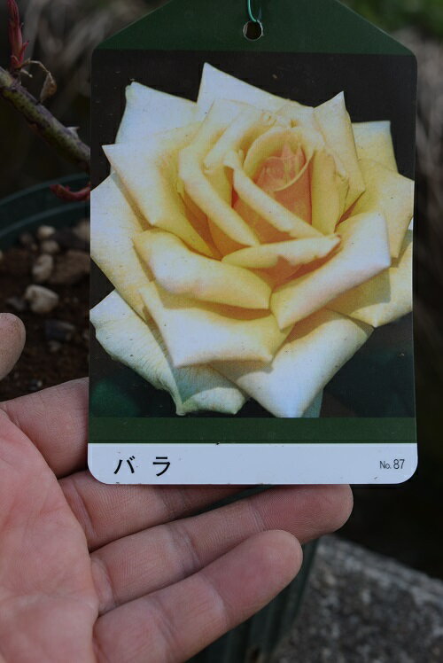 【2024年5月より発送】お誕生日に【白バラ鉢植え】白バラ【バラ】