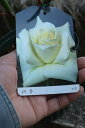 母の日プレゼントに2025年育てる楽しむバラ鉢植え2025年5月に開花【バラ鉢植え】白バラ【バラ】開花は5月末頃に咲きます ラッピング込み