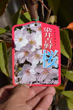 ソメイヨシノ桜 2018年4月開花苗故郷を桜で美しく桜の苗 【染井吉野桜】庭木桜 ソメイヨシノ染井吉野桜の苗入学・卒業・卒園・誕生などの記念樹にも人気のサクラです