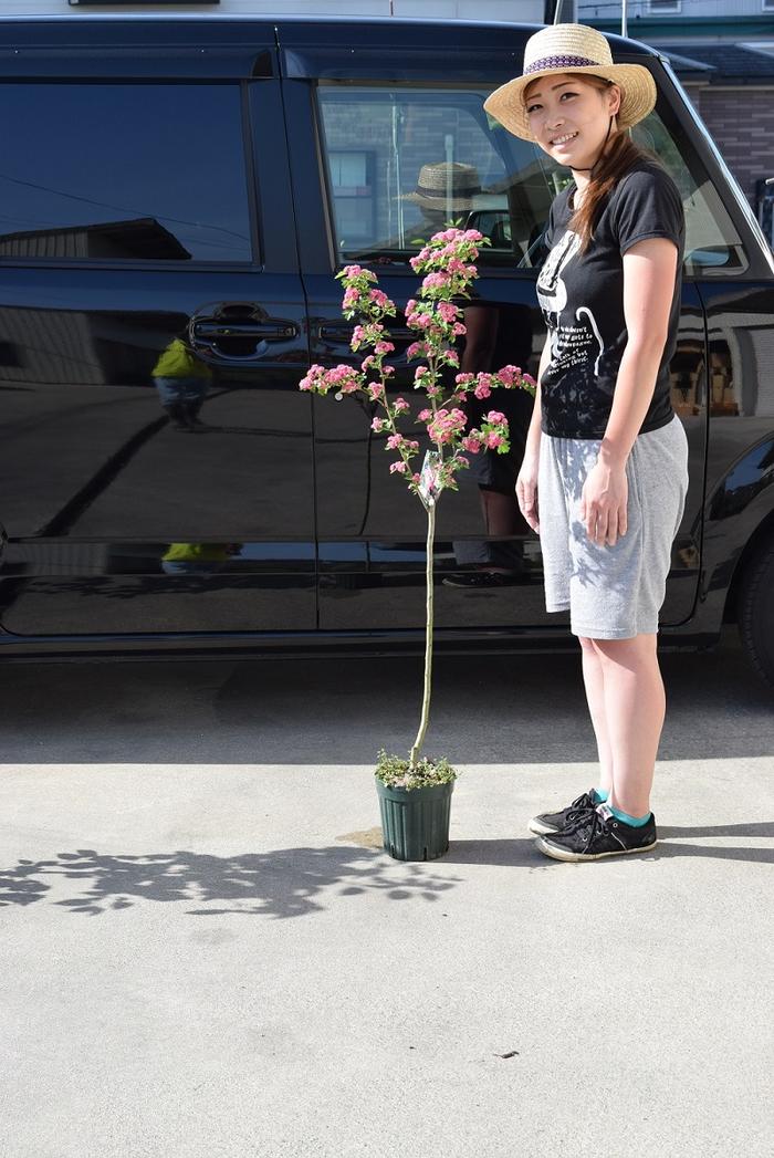 八重紅サンザシ苗