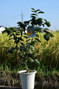 一才ユズ柚子　プラ鉢入り 花ゆず　2022年10月〜12月の期間は　柚子苗実付きです　高さ　60センチ前後柑橘果樹を庭に植えると代々（橙）家が栄えると言われています