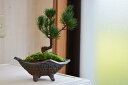 松盆栽五葉松盆栽 信楽鉢入 楽しみをプレゼントに 誕生日ギフトにも 姿を楽しむ