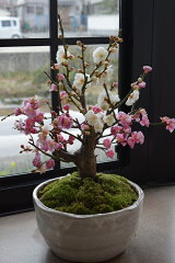 https://thumbnail.image.rakuten.co.jp/@0_mall/minibonsai/cabinet/05340505/imgrc0069748014.jpg