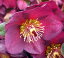 クリスマスローズ開花株2025年1月から2月頃開花レッドクリスマスローズ ポット苗氷の薔薇【クリスマスローズ】 5,980円