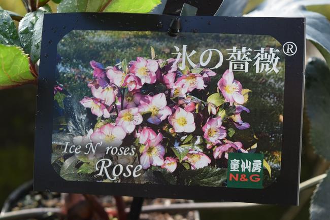 Hot 豊富なピンクニゲルクリスマスローズ氷の薔薇 ローズピンク 限定品 鉢植えニゲルのレッド花 園芸百貨店何でも揃うこぼんさい