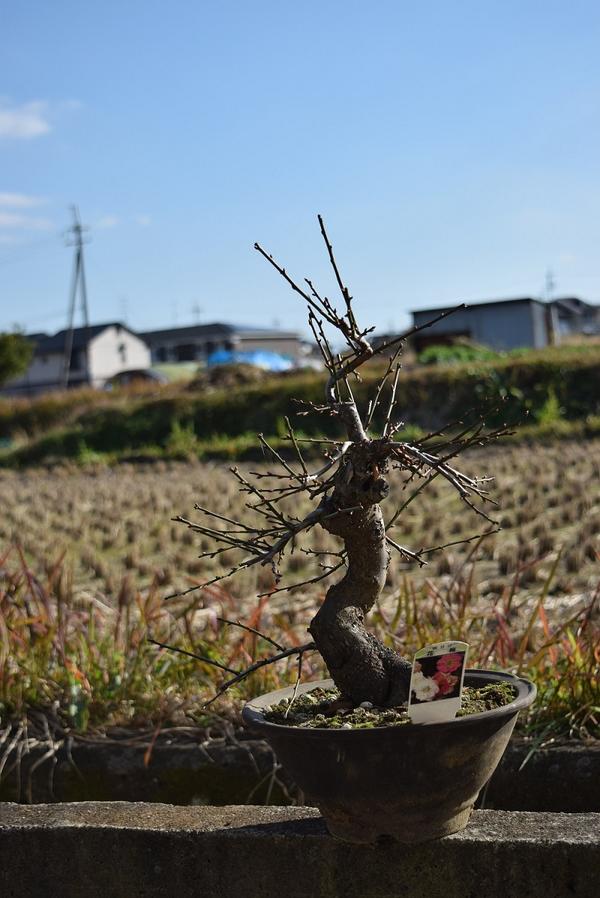 新春梅盆栽年2月頃開花 思いのまま梅盆栽 信楽焼き入り思いのまま梅は咲き分ける梅の花が楽しめます 咲き分け 園芸百貨店何でも揃うこぼんさい 梅盆栽 しだれ梅 梅盆栽 盆栽梅 新春梅盆栽年2月頃開花 思いのまま梅盆栽 信楽焼き入り思いのまま梅は咲き分ける梅の花が楽しめます 咲き分け 園芸百貨店何でも揃うこぼんさい 梅盆栽 しだれ梅 梅盆栽 盆栽梅