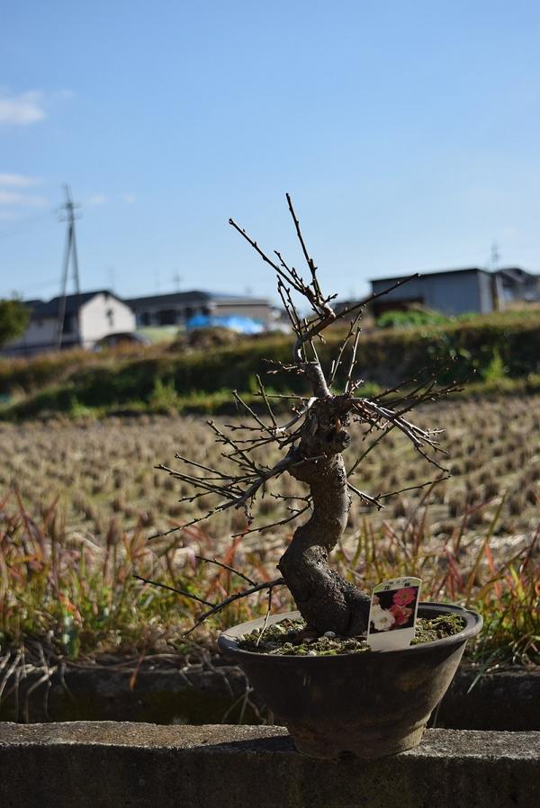 新春梅盆栽年2月頃開花 思いのまま梅盆栽 信楽焼き入り思いのまま梅は咲き分ける梅の花が楽しめます 咲き分け 園芸百貨店何でも揃うこぼんさい 梅盆栽 しだれ梅 梅盆栽 盆栽梅