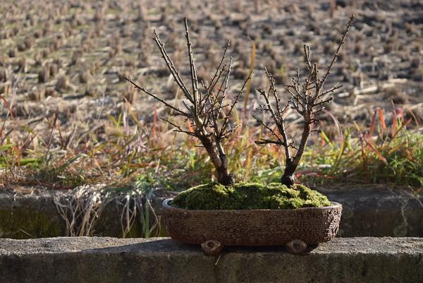 新春2024年2月頃開花お祝い紅白梅寄せ植え盆栽