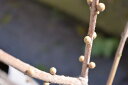 2024年1月〜2月開花花芽つき　満月ロウバイ鉢植え蝋梅 ロウバイ蝋梅のお花からとてもいい香りします。 3