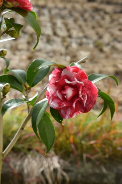 椿鉢植え　椿 　菊冬至　椿苗　2019年開花