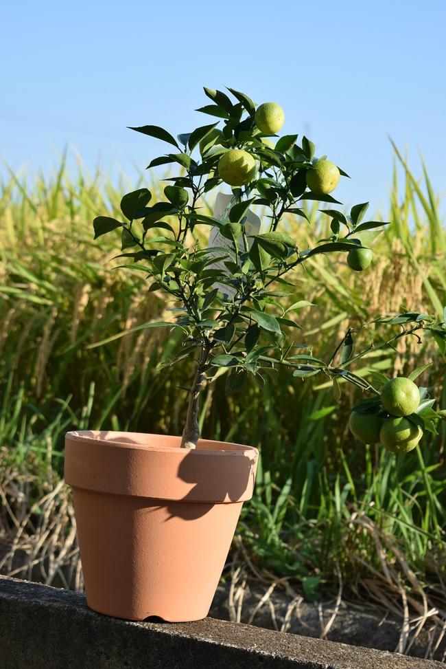 父の日プレゼントに花芽確認2024年実がなる予定の育てるすだち　スダチ鉢植え 　鉢植えの酢橘