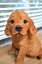 コッカ―・スパニエル エーデルくん子犬 犬の置物 可愛い置物 リアルな犬お庭や玄関先に置くと目を惹きます。 6,500円