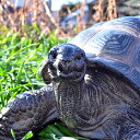 リクガメ かめリクガメの置物 置物 リアル 陸亀本物そっくりのリクガメ 西園寺 弦と申します。お庭や玄関に飾ると驚かれるかも。