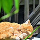 楽天園芸百貨店何でも揃うこぼんさい眠り猫B（茶）　猫　にゃんこ　リアルねこの置物　置物　可愛い置物すやすや　居眠りにゃんこお庭や玄関に置くとgood。
