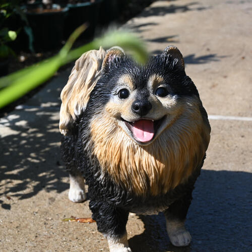 ポメラニアン タン置物 かわいい置物 犬の置物お庭や玄関はもちろん お部屋にも合います。プレゼントにもどうぞ。ドッグ【犬置物】