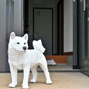 柴犬　犬　こゆき置物　かわいい置物　犬の置物白い犬　白い柴犬　白柴お庭や玄関に飾るとgood！本物のような置物
