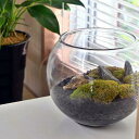 苔テラリウム 山苔 ヤマゴケ苔 黒つぶ 石 セット済テラリウム 可愛い 癒し苔玉 盆栽ふた付