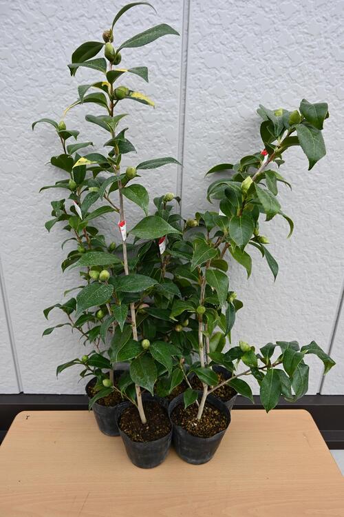 2026年開花椿苗 【庭木苗】 【ツバキ】 椿 お買い得　5本セット　挿し木