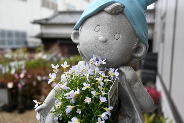 楽天園芸百貨店何でも揃うこぼんさいスカイブルーの帽子の男の子　ポット 置物　かわいい置物　帽子がアクセント水色帽子　大晴くんお花を植えてお庭や玄関に飾るとgood。