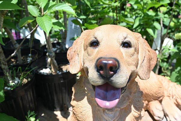 レトリーバー 犬置物 かわいい置物 犬の置物ノンちゃん 大きい犬 番犬にお庭や玄関に飾るとgood！本物のような置物