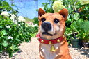 犬　赤い首輪の犬置物　かわいい置物　犬の置物大きい犬　みたらしくんお庭や玄関、お部屋にもどうぞ。本物のような置物