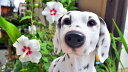ダルメシアン 犬 オレオ置物 かわいい置物 犬の置物大きい犬 イヌお庭や玄関に飾るとgood！本物のような置物