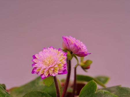 2月より発送予定でございます。【雪割草】ユキワリ草宿根草雪割草　　雪割り草　ポット苗　　羽衣 実生..