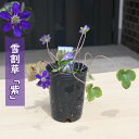 雪割草は春先になると、雪解けの季節から可憐な花を咲かせる山野草です。 花のバリエーションが豊富でファンに人気があります。 このように解け残った雪の間から花を咲かせる様子から「雪割草」と名付けられたとされています。 ポット苗 ・商品名雪割草 ・商品の説明 開花期　2月～5月 ・雪割草の育て方 木漏れ日の下や明るい日陰で風通りの良い場所を好みます。夏場の直射日光は葉を痛めるので注意しましょう。土の表面が乾いたタイミングで鉢底から流れ出るくらいの水をたっぷりと与えましょう。 ・特徴キンポウゲ科ミスミソウ属花付き・花持ちが良いです　 ・梱包と発送方法贈り物としてもお届けができます クロネコヤマト便でのお届けです　 ・注意事項 現物ではございません。数量物の為、若干高さや枝ぶりが違います 植物は生き物ですので、お届けの時期によって樹姿等は、変わりますのでご了承ください。