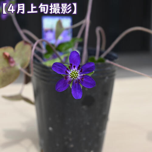 2025年2月頃開花のかわいい選抜種雪割草 紫花 ポット苗 山野草 多年草