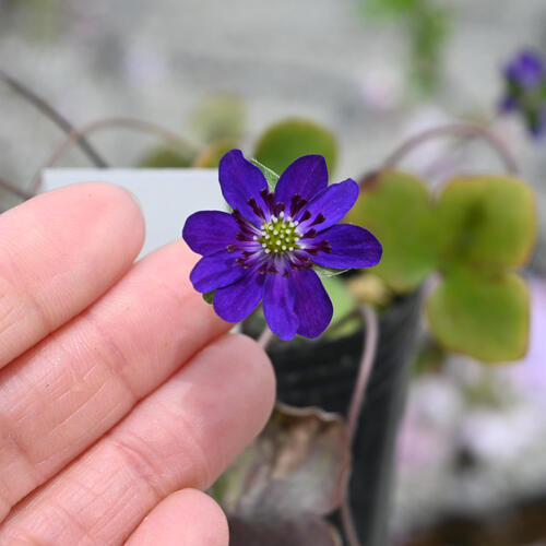 2025年2月頃開花のかわいい選抜種雪割草 紫花 ポット苗 山野草 多年草
