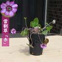 2025年2月頃開花のかわいい選抜種雪割草 赤花 ポット苗 山野草 多年草