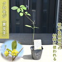 2025年NEW クロモジ 黒文字 ポット苗 多年草 山野草