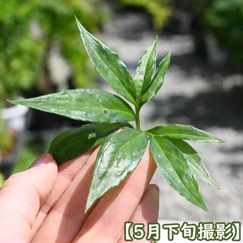 2024年NEW ウラシマ草 ポット苗 多年草 山野草 浦島草