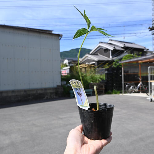 2024年NEW ウラシマ草 ポット苗 多年草 山野草 浦島草
