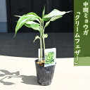 2024年NEW 中斑ミョウガ クリームフェザー ポット苗 宿根草