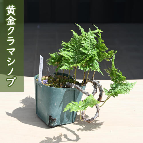 2024年NEW 黄金クラマシノブ 苗 シダ植物 八重シノブ 多年草 宿野草