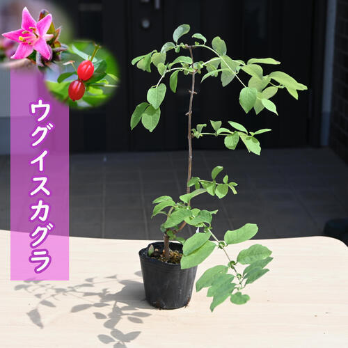 2024年NEW ウグイスカグラ ポット苗　ピンク花 鶯神楽 ウグイスノキ　ゴリョウゲ