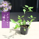 2024年NEW ノコンギク 桃山 ポット苗 宿根草 山野草 野紺菊(4)