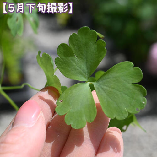 2024NEW 菊咲深山オダマキ ポット苗 山野草 宿根草 多年草 ミヤマオダマキ