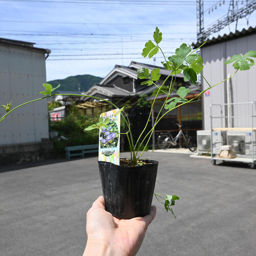 2024NEW 菊咲深山オダマキ ポット苗 山野草 宿根草 多年草 ミヤマオダマキ