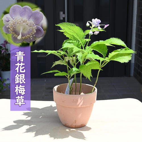 2024年6月中旬開花 青花銀梅草 鉢植え テラコッタ鉢入り ギンバイソウ 山野草 宿根草
