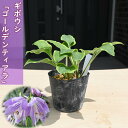4月より発送2025年NEW ギボウシ ゴールデンティアラ ポット苗 山野草 多年草