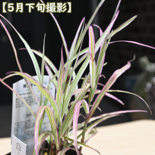 2024年NEW 斑入り十和田アシ ポット苗 山野草 多年草 十和田葦 ビオトープ