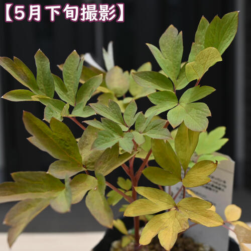 タイツリソウ バレンタイン ポット苗 山野草 多年草 ケマンソウ