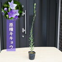 2025年7月開花 原種キキョウ ポット苗 山野草 桔梗