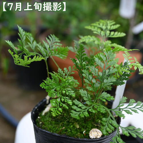 2024年NEW トキワシノブ 苗 シダ植物 着生植物