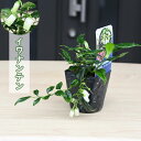 2024年NEW イワナンテン ポット苗 山野草 多年草 岩南天