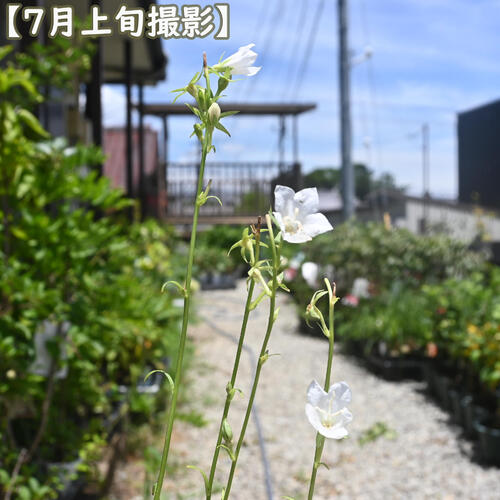 2024年NEW 白花桃葉キキョウ ポット苗 山野草 多年草 桃葉桔梗 宿根草 カンパニュラ