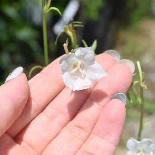 2024年NEW 白花桃葉キキョウ ポット苗 山野草 多年草 桃葉桔梗 宿根草 カンパニュラ