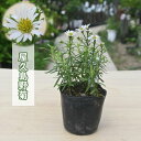 2024年NEW 屋久島野菊 ポット苗 山野草 宿根草 多年草 ヤクシマノギク 野菊(4)